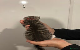 Bengal cats for sale: 3 bengal cross kittens left - Image 2