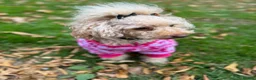 Maltipoo dogs for sale: Maltipoo puppies with great personalities - Advert 2