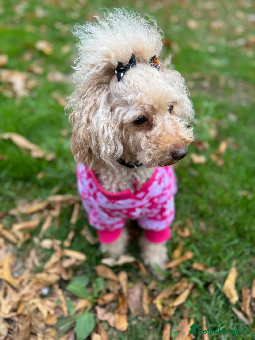 Maltipoo dogs for sale: Maltipoo puppies with great personalities - Advert 2