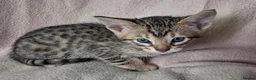 Savannah cats for sale: Super spotty F5 Savannah kittens - Advert 15