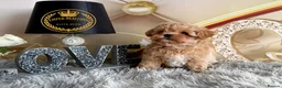 Maltipoo dogs for sale: Last Adorable maltipoo puppy ready now Asian dad - Advert 5