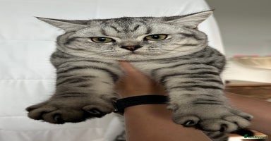British Shorthair cats - Advert 10