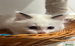 Ragdoll cats for sale: Fluffy pure Ragdoll boys looking for 5 star home  - Image 22
