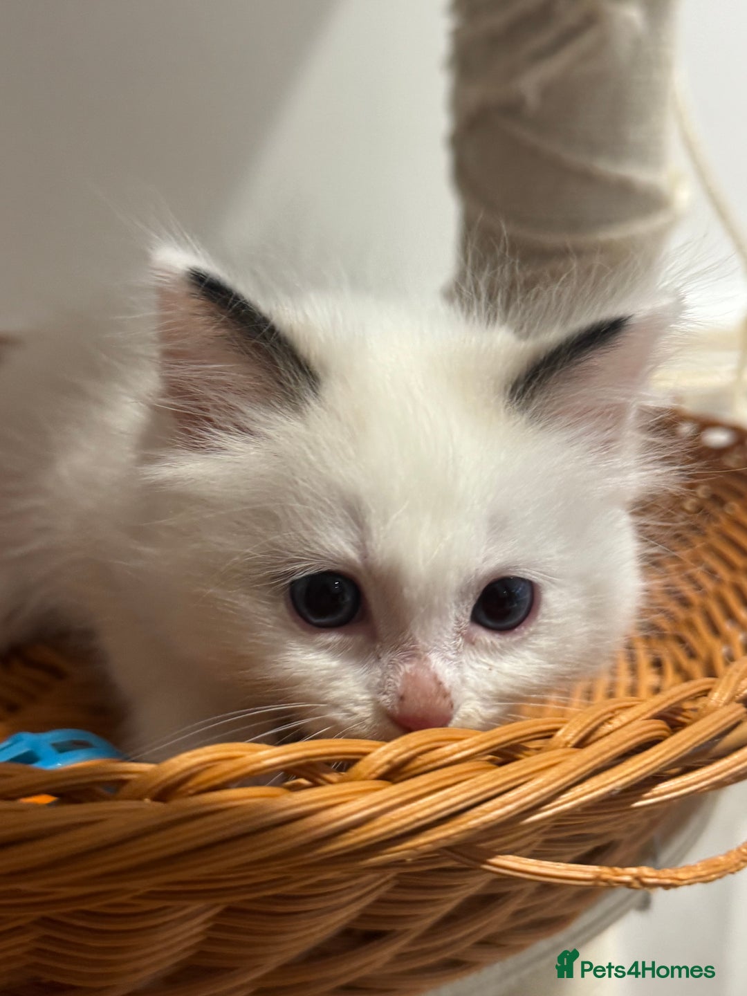 Ragdoll cats for sale: Fluffy pure Ragdoll boys looking for 5 star home  - Image 22