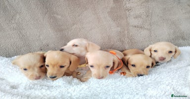 Miniature Dachshund dogs - Advert 1