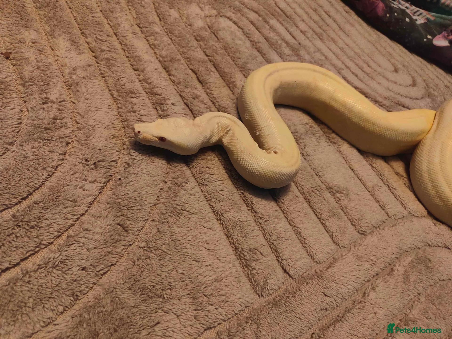 Boa Snake reptiles Albino boa constrictor  - Advert 6