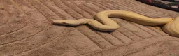Boa Snake reptiles for sale: Albino boa constrictor  in Sheffield - Advert 1