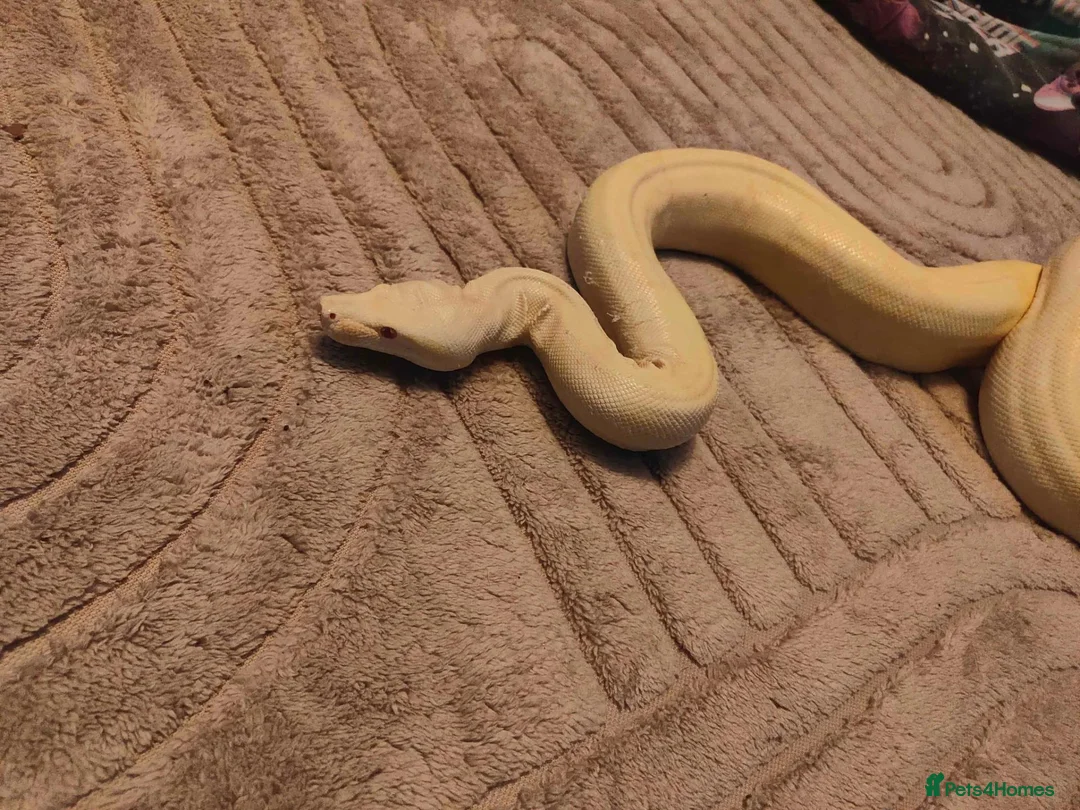 Boa Snake reptiles for sale: Albino boa constrictor  in Sheffield - Advert 1