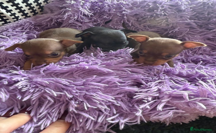 Chihuahua dogs - Advert 2