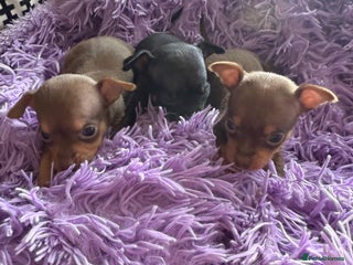 Chihuahua dogs - Advert 4