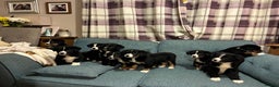 Mixed Breed dogs for sale: Bernese x border collie puppies in Rhayader - Advert 2