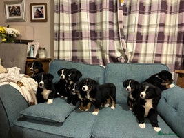 Mixed Breed dogs Bernese x border collie puppies in Rhayader - Advert 4