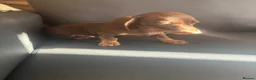 Miniature Dachshund dogs for sale: Miniature Dutch hound in Reading - Advert 4