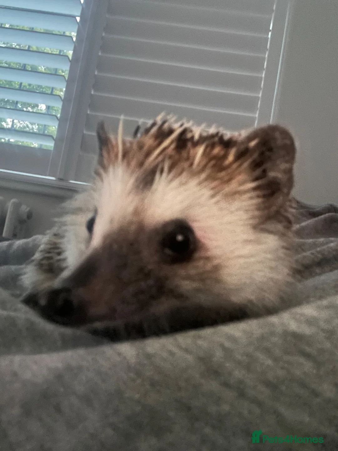 Pygmy Hedgehog rodents for sale: Hedgehog  in Bromley - Advert 1