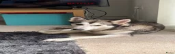 Siberian Husky dogs for sale: Storm husky - Advert 3
