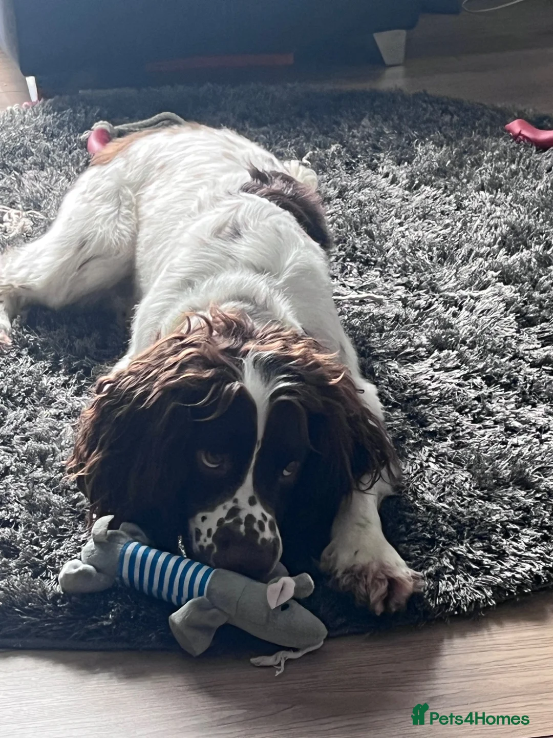 Cocker Spaniel dogs for sale: 2 year old cocker spaniel  - Advert 2