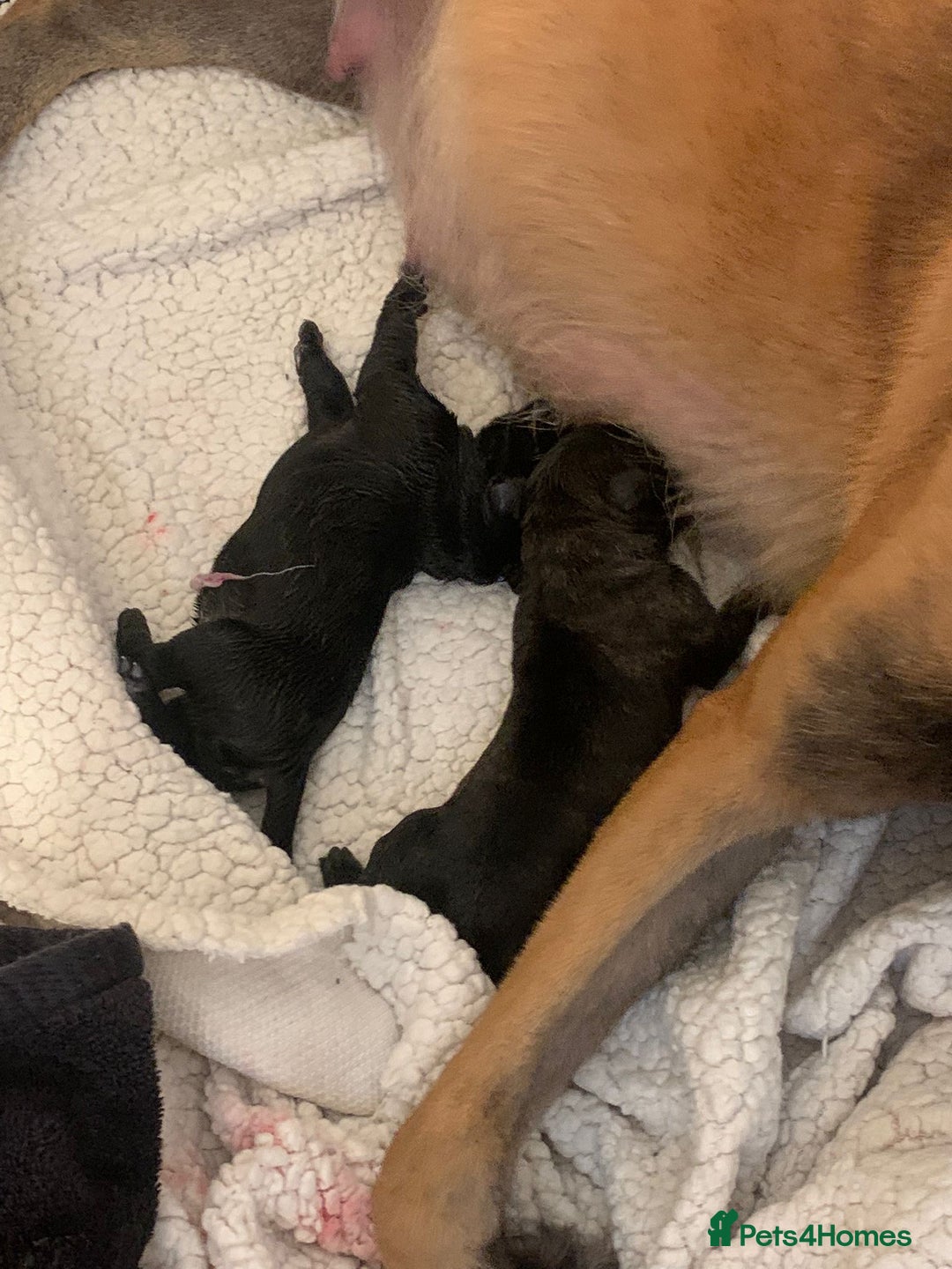 Mixed Breed dogs for sale: Belgian shepherd/cane corso hybrid pups.  - Advert 7