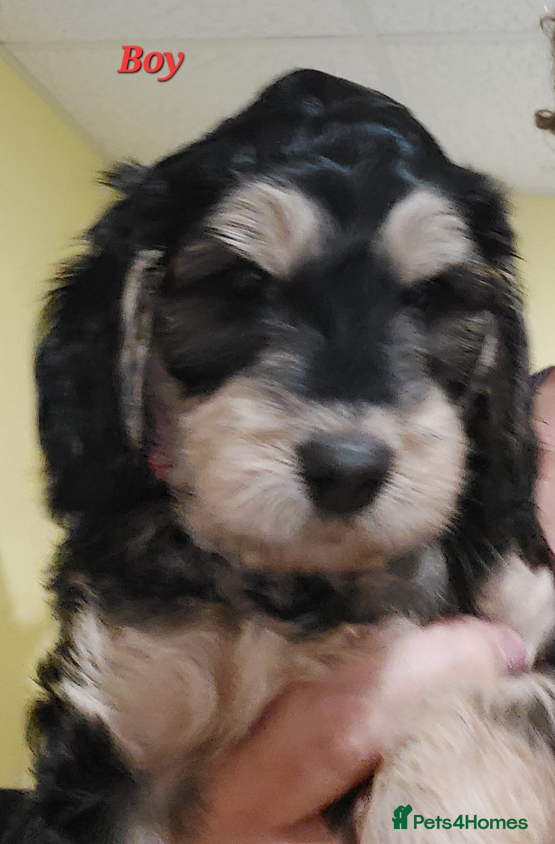 Mixed Breed dogs for sale: Miniature Labradoodle Pups for sale - Image 4