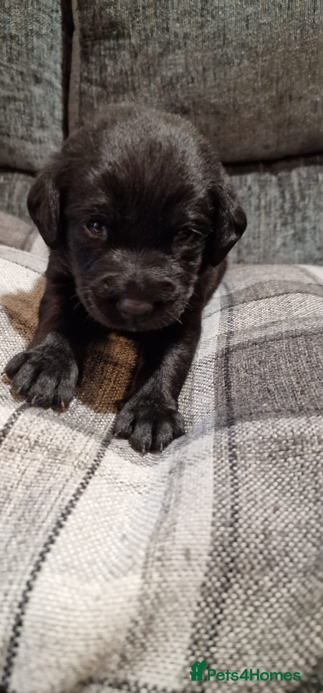 Labrador Retriever dogs for sale: KC Registered Black Lab (1 Girl, 1 boy remaining) - Image 14