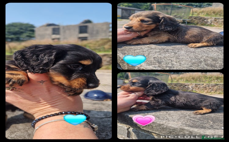 Miniature Dachshund dogs - Advert 14