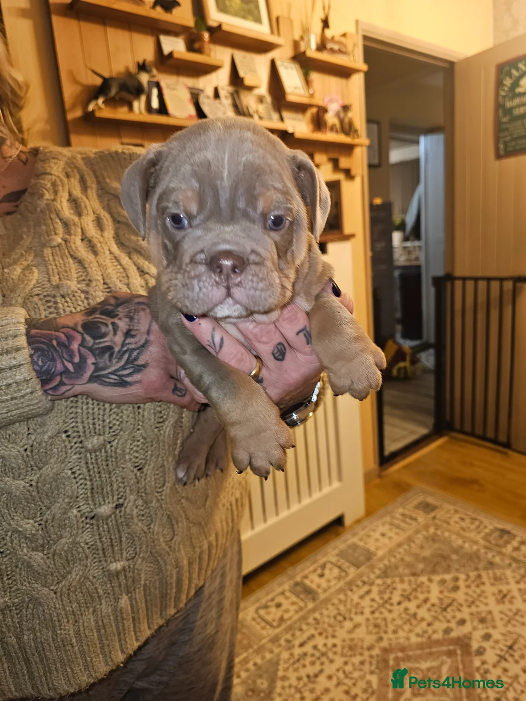 English Bulldog dogs for sale: English bulldog pups for sale - Advert 25