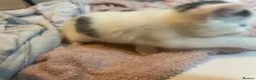 Turkish Van cats for sale: 5 gorgeous kittens ready now - Advert 7