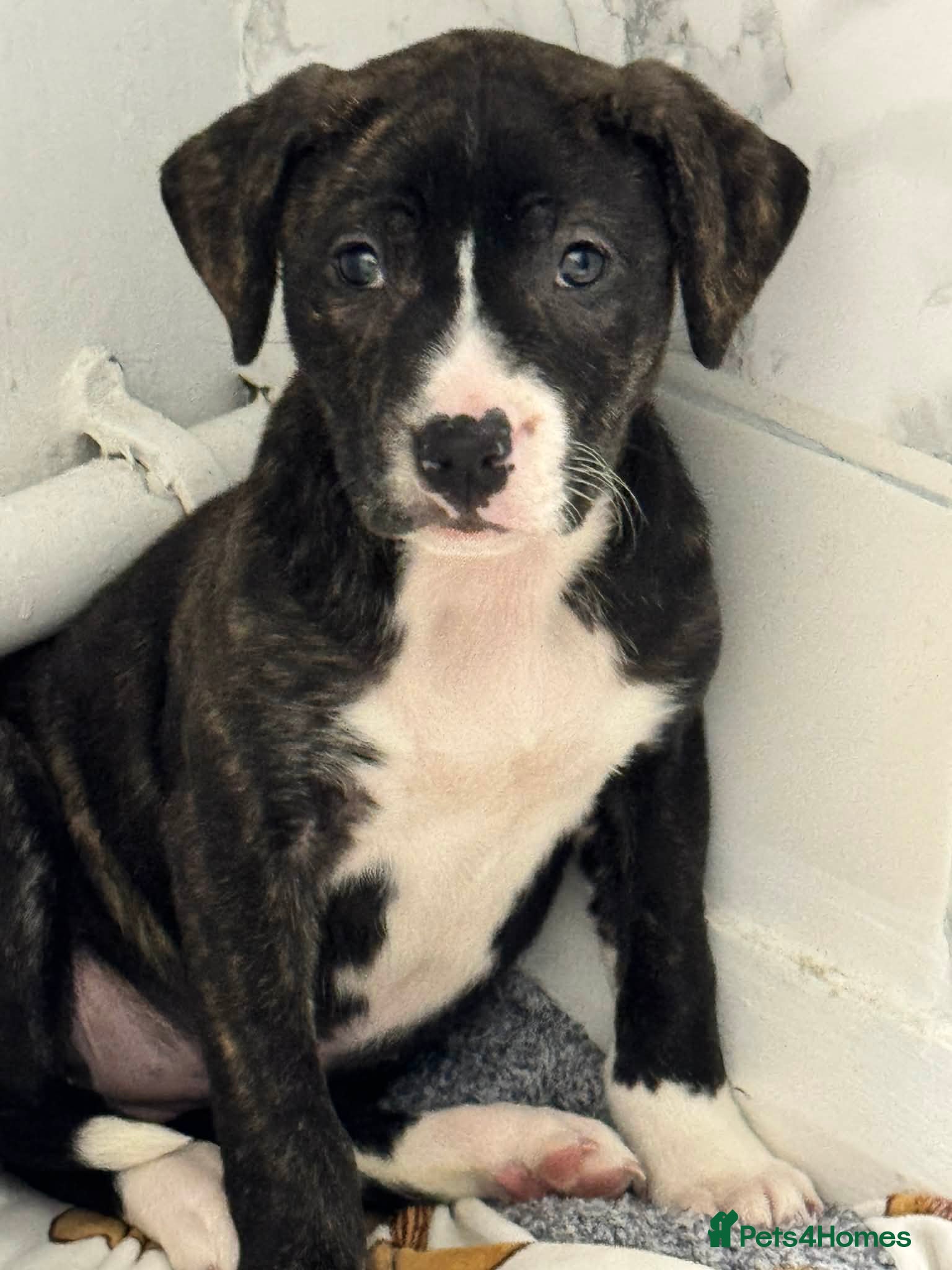 Staffordshire Bull Terrier dogs One brindle Female pup in Stoke-on-Trent - Advert 1