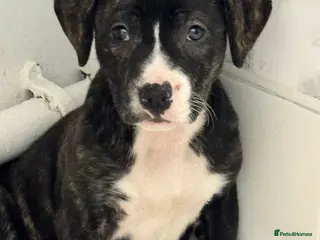 Staffordshire Bull Terrier dogs One brindle Female pup in Stoke-on-Trent - Advert 1