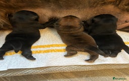 Chow Chow dogs for sale: Amazing chow chow puppies for sale  - Image 1