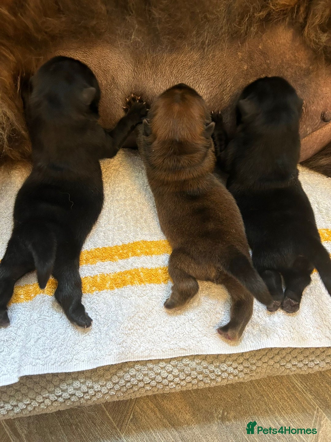 Chow Chow dogs for sale: Amazing chow chow puppies for sale  - Image 1