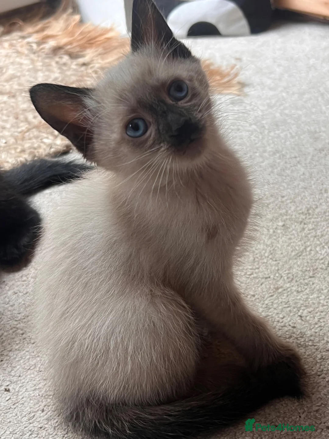Russian Blue cats for sale: Russian blue mixed breed kittens  - Advert 2