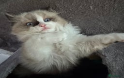 Ragdoll cats for sale: Gorgeous fluffy Ragdoll boy - Advert 5