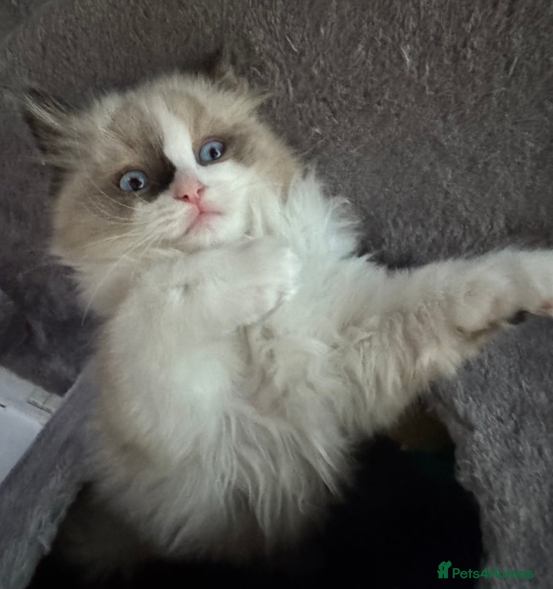 Ragdoll cats for sale: Gorgeous fluffy Ragdoll boy - Advert 5