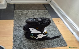 Cockapoo dogs for sale: URGENTlY NEED REHOMING Beautiful Cockapoo puppy - Image 4