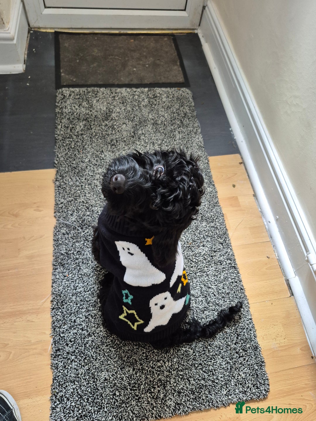 Cockapoo dogs for sale: URGENTlY NEED REHOMING Beautiful Cockapoo puppy - Image 4