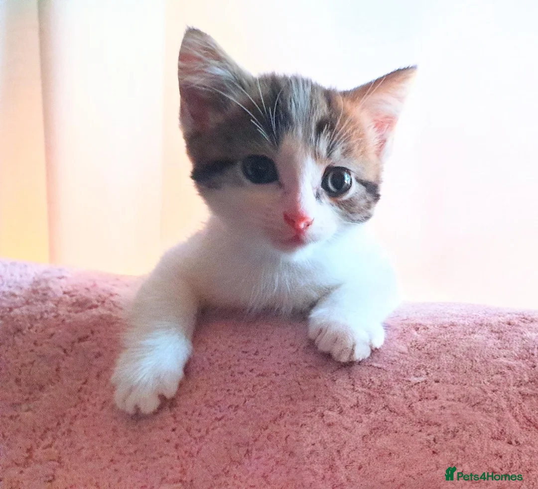 Mixed Breed cats for sale: Beautiful Male Kitten - Advert 2
