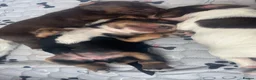 Cocker Spaniel dogs for sale: Gorgeous Cocker Spaniel pups for sale! - Advert 7
