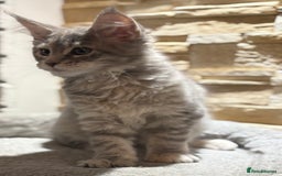 Maine Coon cats for sale: Pure blood Maine coon kittens  - Image 13