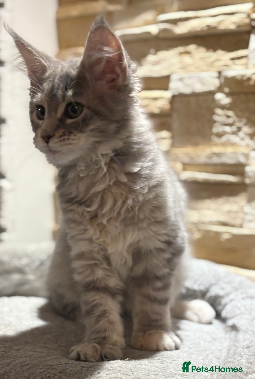 Maine Coon cats for sale: Pure blood Maine coon kittens  - Image 13