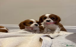 Cavalier King Charles Spaniel dogs for sale: Extensively health tested parent cavalier puppy’s  - Image 1