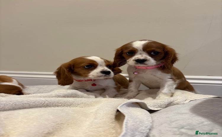 Cavalier King Charles Spaniel dogs - Advert 2