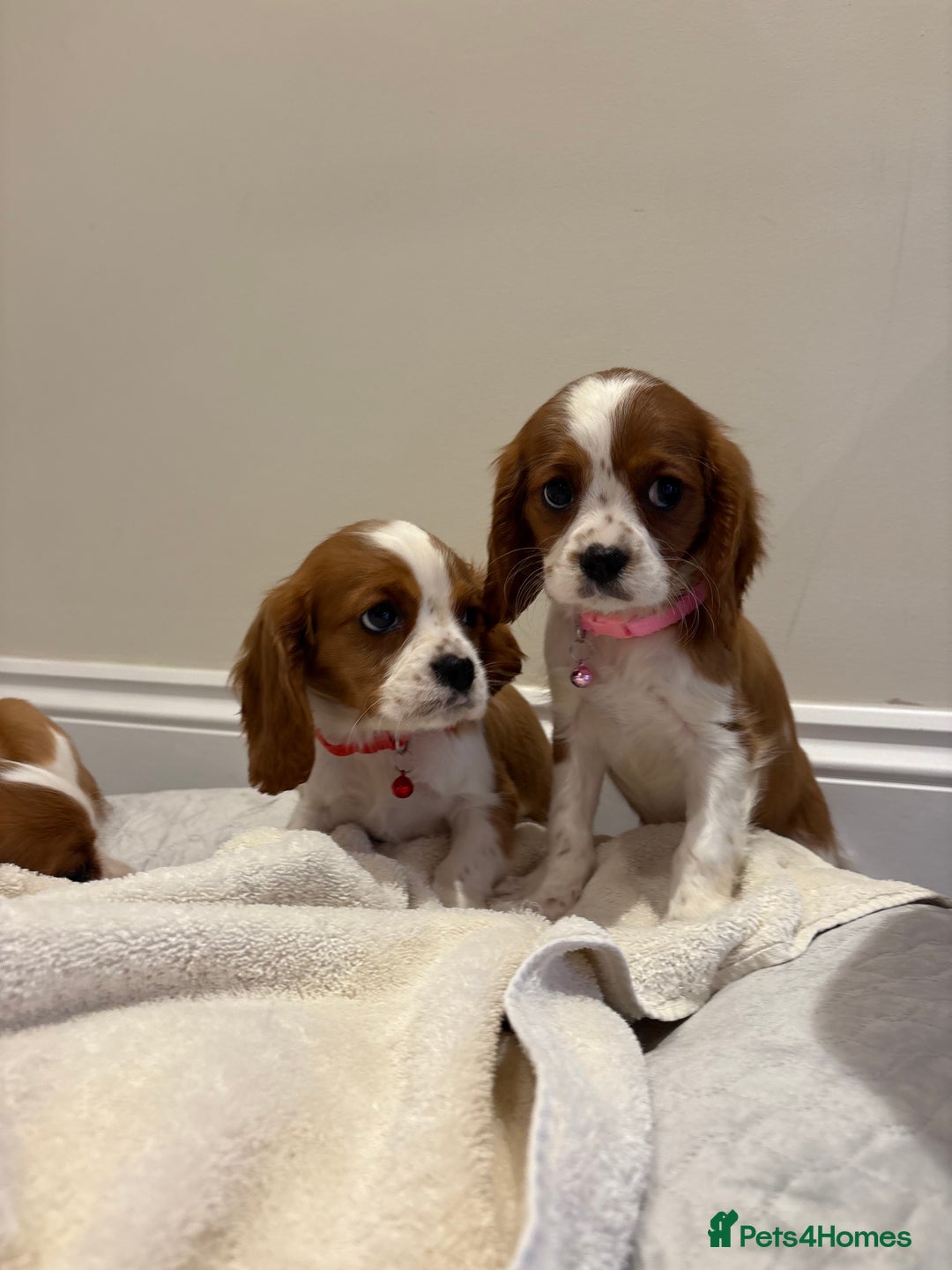 Cavalier King Charles Spaniel dogs for sale: Extensively health tested parent cavalier puppy’s  - Image 1