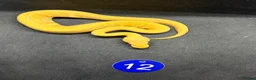 Python Snake reptiles for sale: Royal pythons  - Advert 8