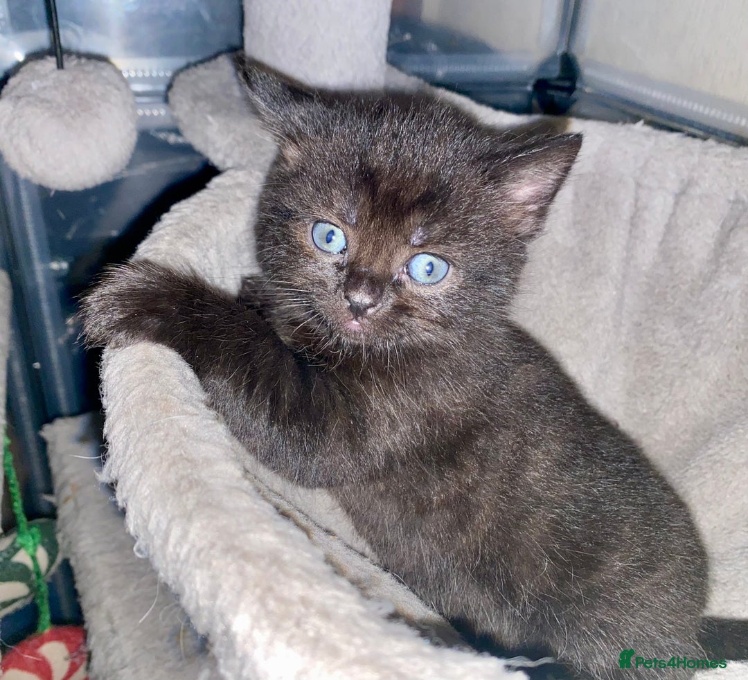 British Shorthair cats for sale: British shorthair black cross kittens  - Advert 17