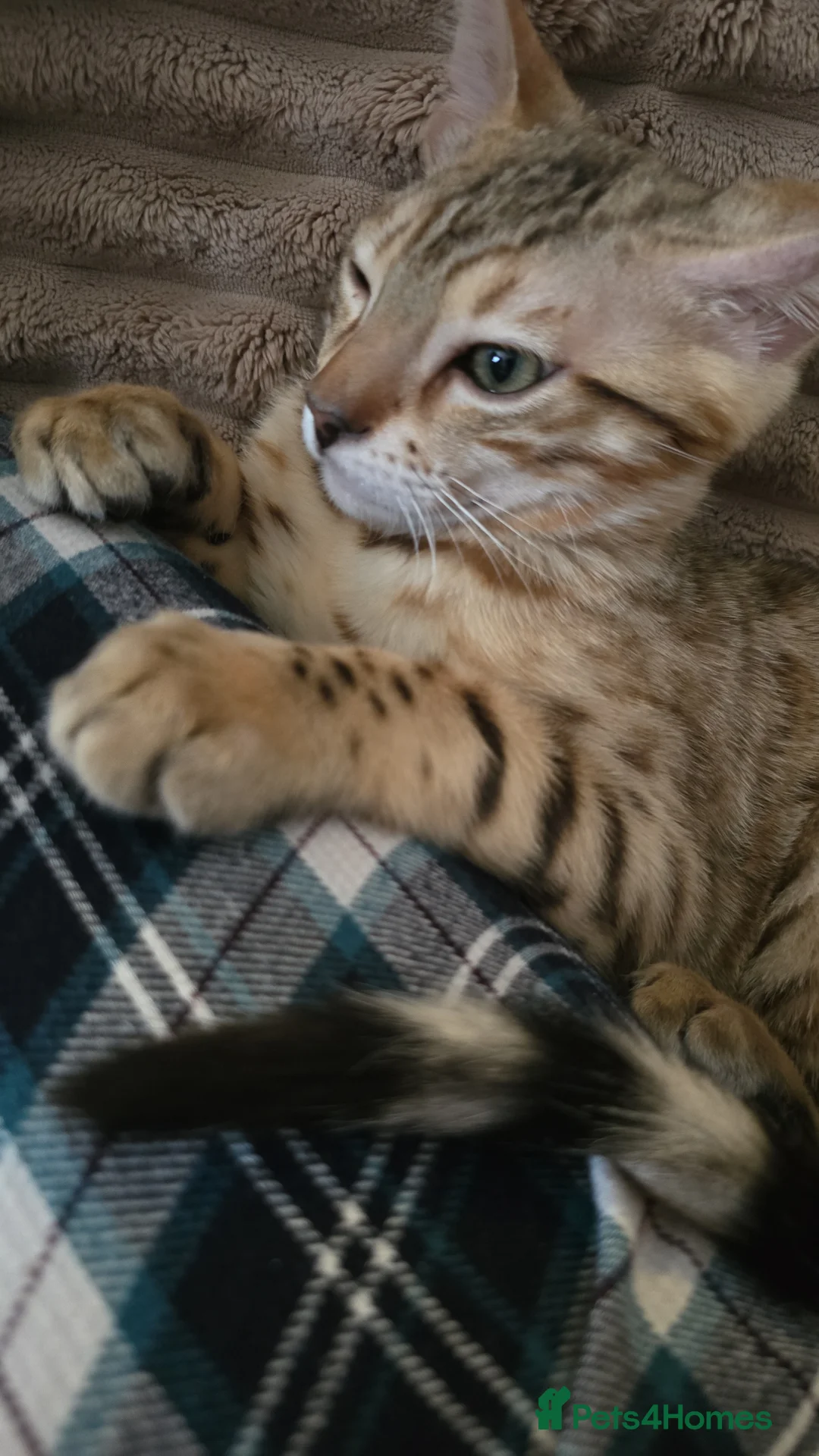 Bengal cats for sale: Bengal kitten in Walsall - Advert 2