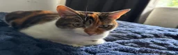 Mixed Breed cats for sale: Lottie - Advert 2