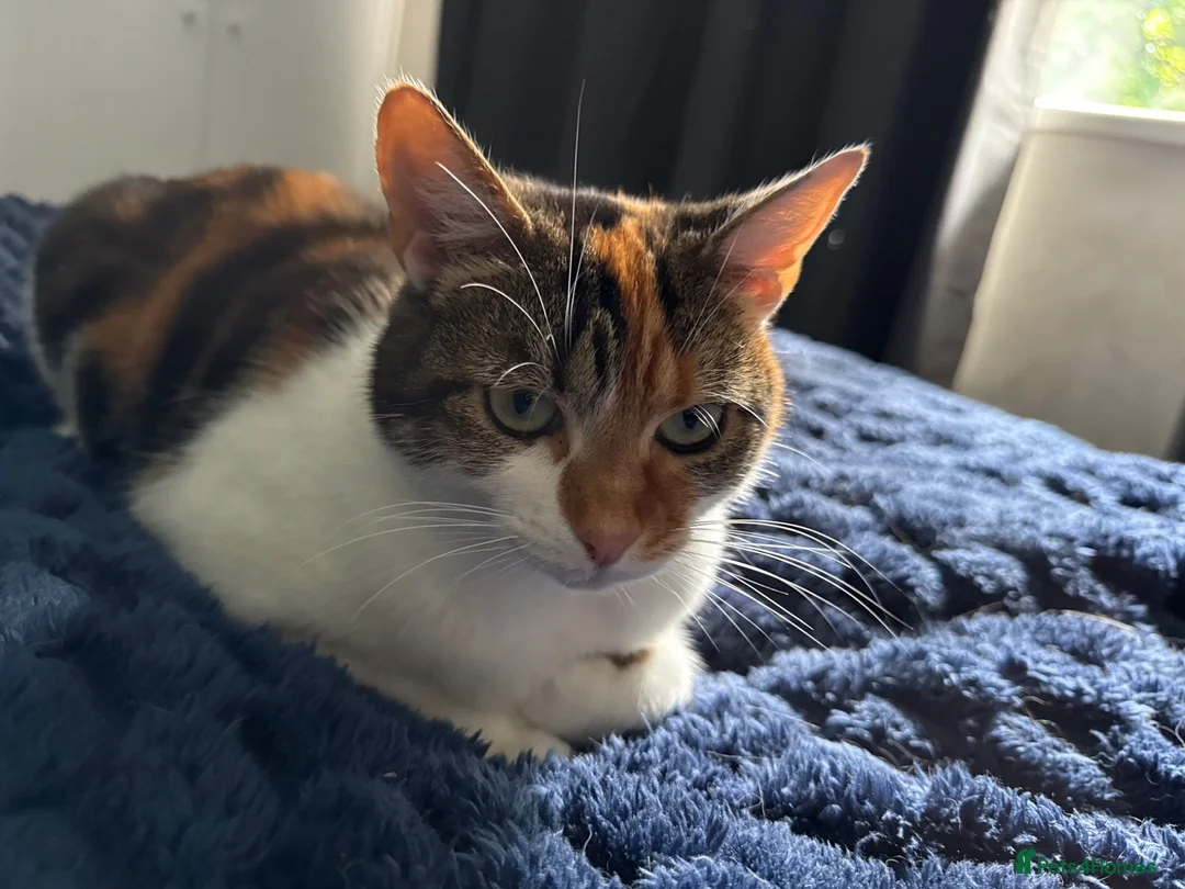 Mixed Breed cats for sale: Lottie - Advert 2