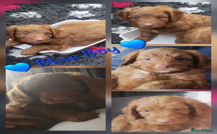 Cockapoo dogs - Advert 3