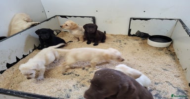 Labrador Retriever dogs - Advert 8