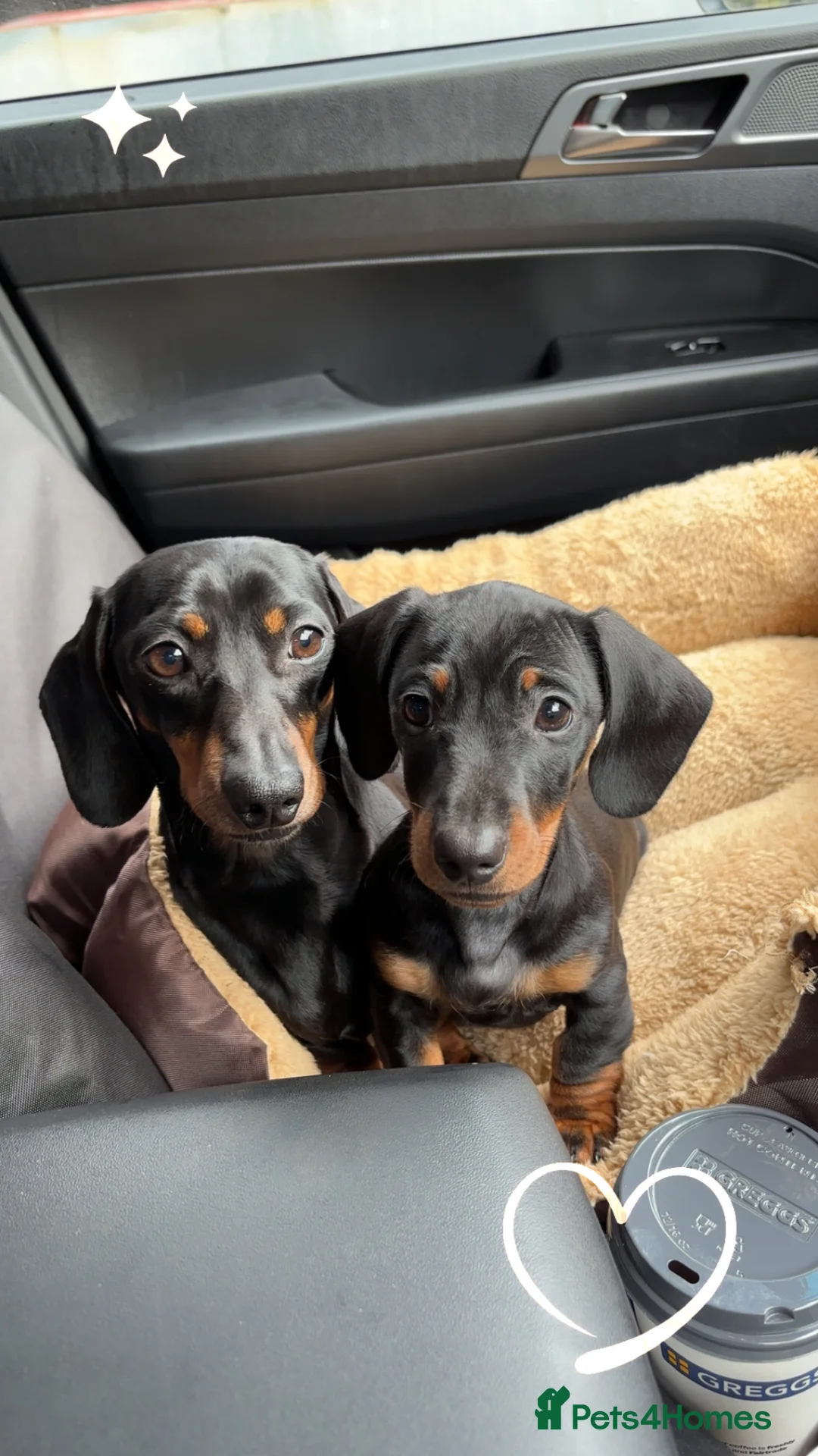 Miniature Dachshund dogs for stud: Earl of Smearsett - Advert 2